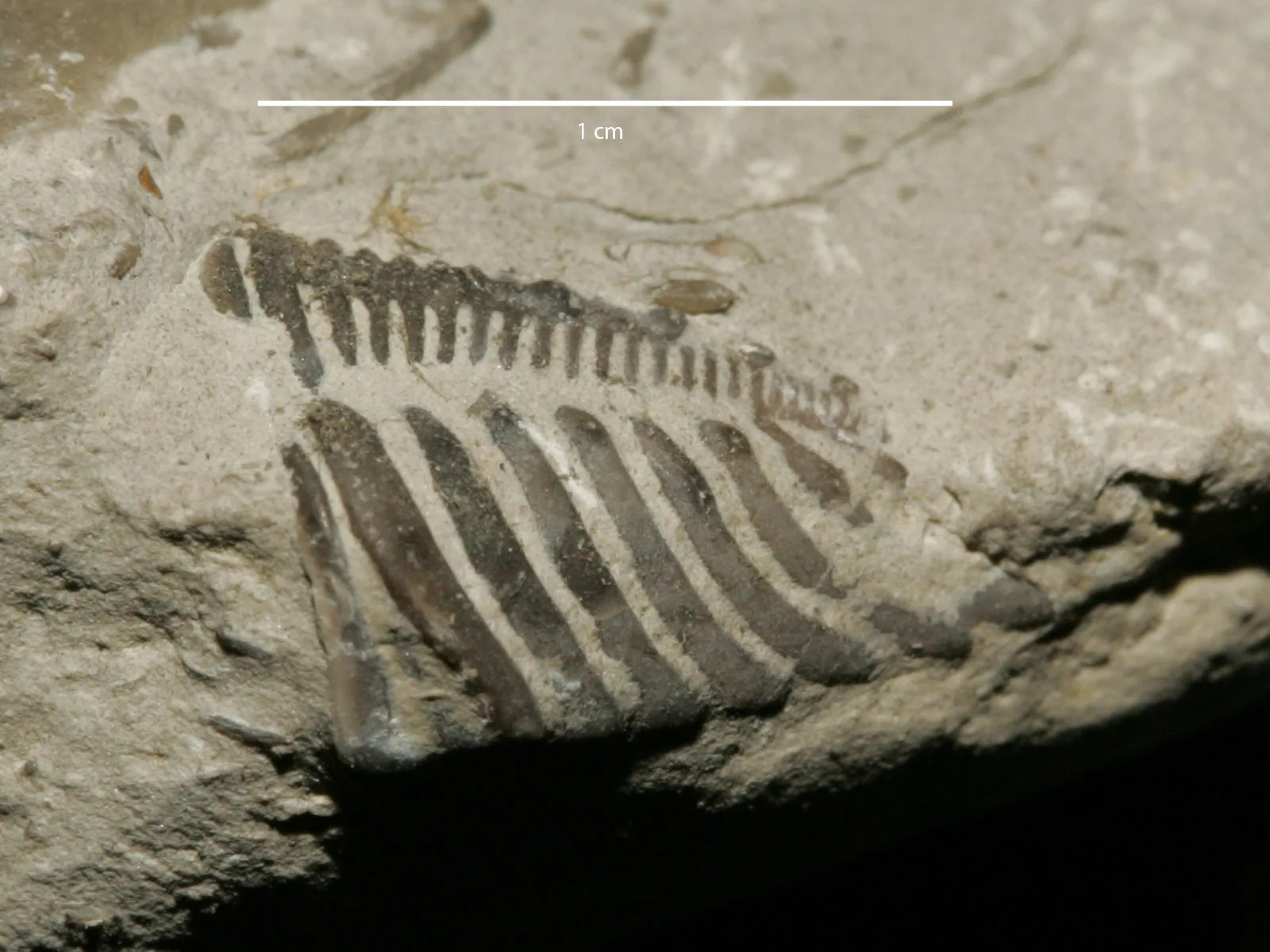 Pygidium Encrinurus punctatus ve vápenci jaanského stupně, Muhu, Estonsko, s měřítkem 1 cm.