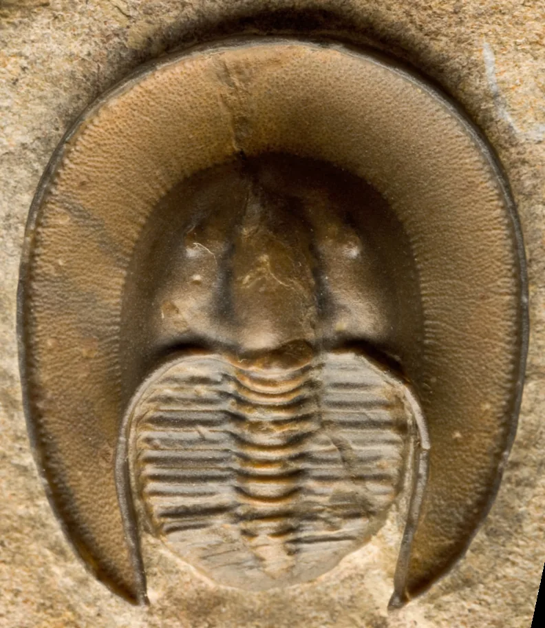 Ořez téhož smithsonovského kusu Eoharpes sp. z ordoviku Maroka hlava s vyklenutou glabelou a širokým děrovaným lemem bez okolní horniny.