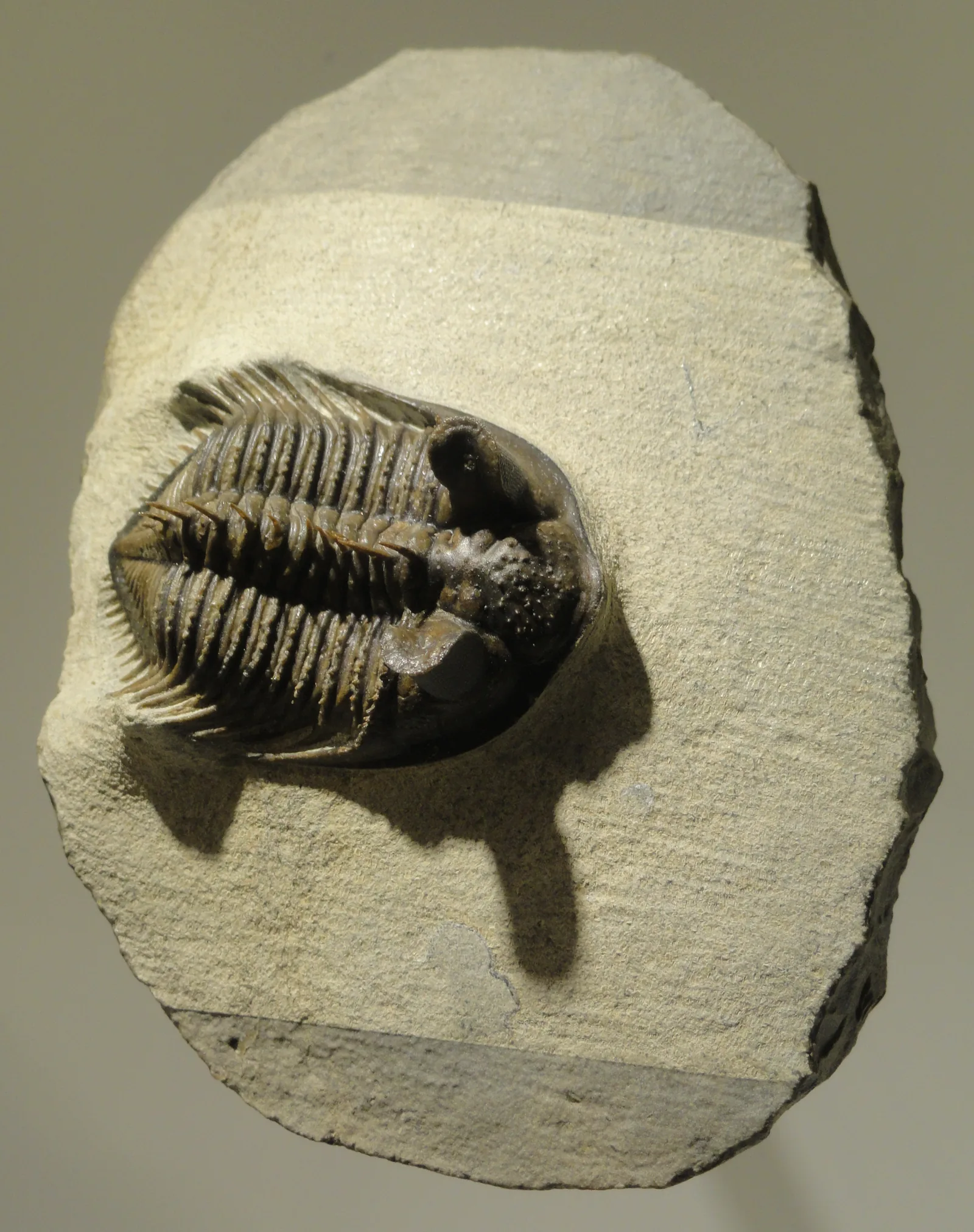 Kompletní jedinec Erbenochile erbeni na světlé desce, celkový pohled shora, exponát Houston Museum of Natural Science.