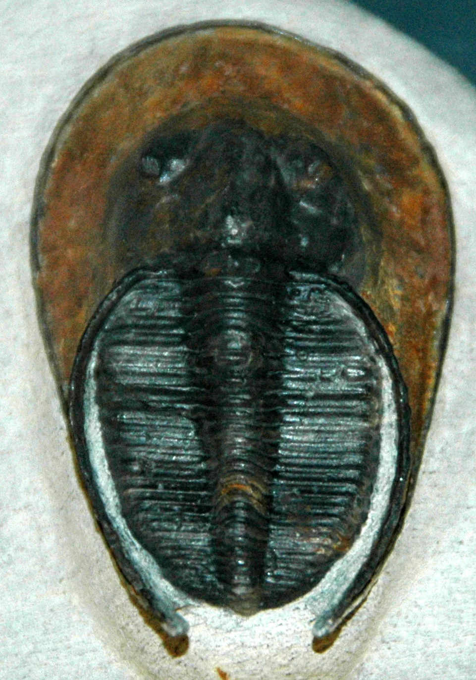 Celý jedinec Harpes perradiatus shora, dobře patrný široký perforovaný lem hlavového štítu; sbírkový kus FMNH PE 60832, Field Museum.