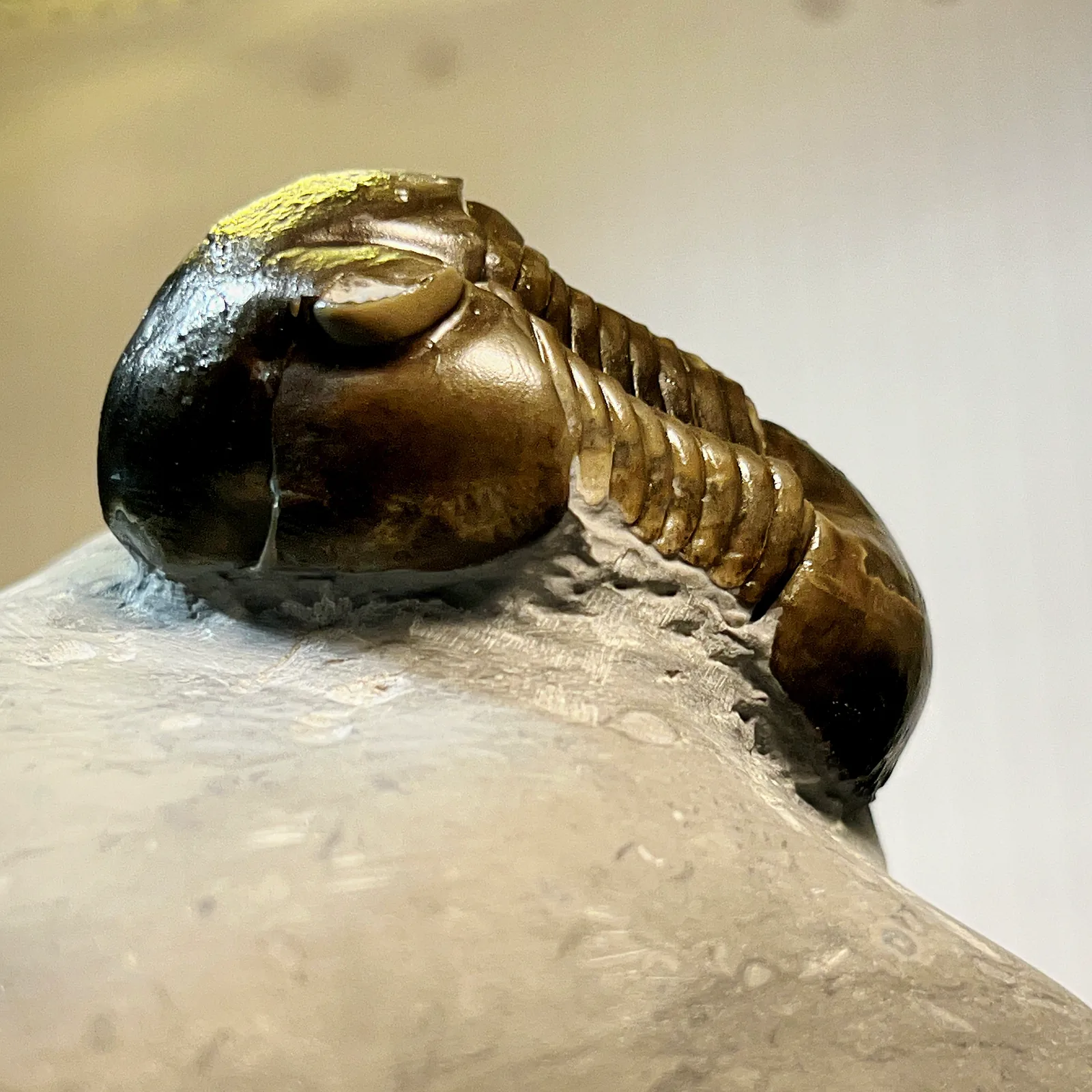 Lesklý tmavohnědý jedinec Illaenus sp. částečně vypreparovaný z vápence, šikmý pohled krásně vidět hladký klenutý hlavový štít typický pro rod. Dalby limestone, sandbian, Skövde.