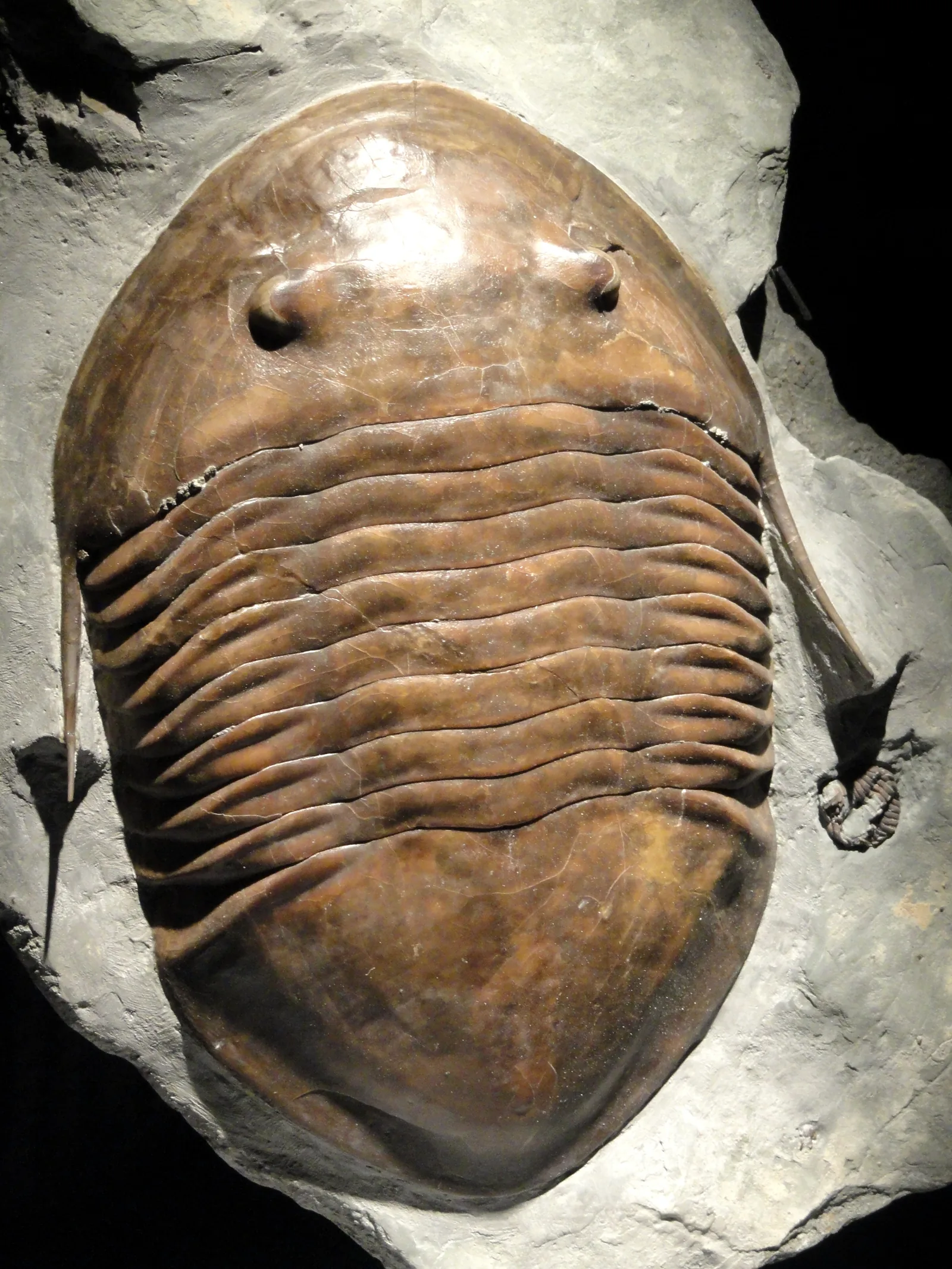 Kompletní schránka shora, ostře patrné oči a hladký lesklý krunýř; exponát Houston Museum of Natural Science, svrchní ordovik, Ohio.