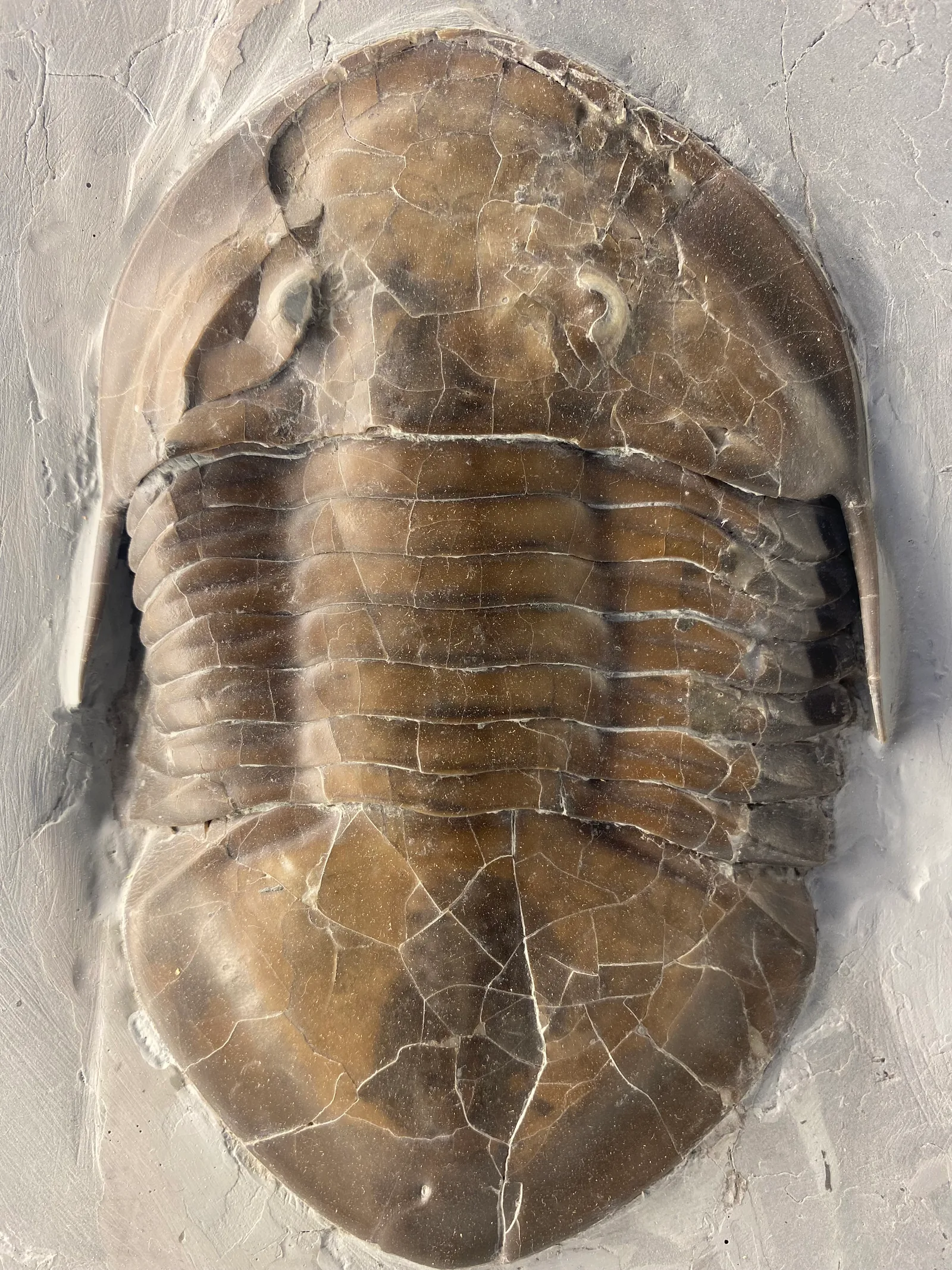 Velký kompletní jedinec Isotelus gigas shora, zřetelné oči a hlavový štít; Smithsonian NMNH.