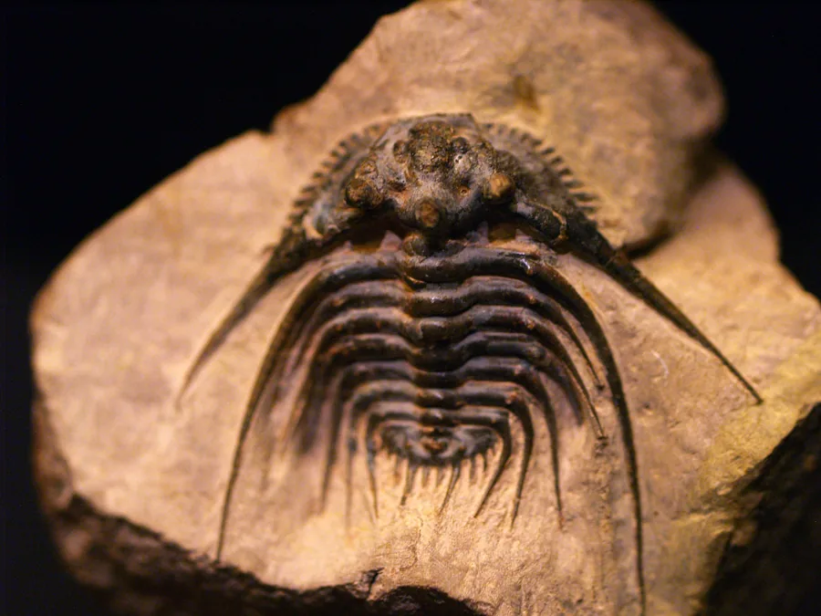 Kettneraspis sp. na matrici proti tmavému pozadí, střední devon, Mt. Issoumour, Maroko; sbírka HMNS 1310.