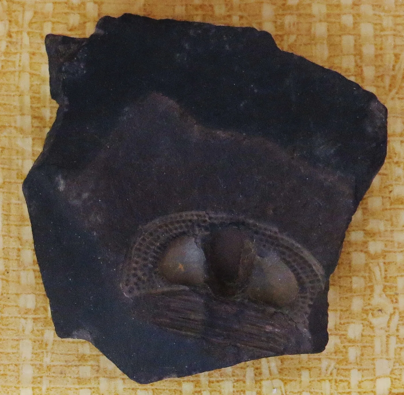 Hlavový štít trilobita rodu Marrolithus se širokým lemem prostoupeným pravidelnými řadami jamek.