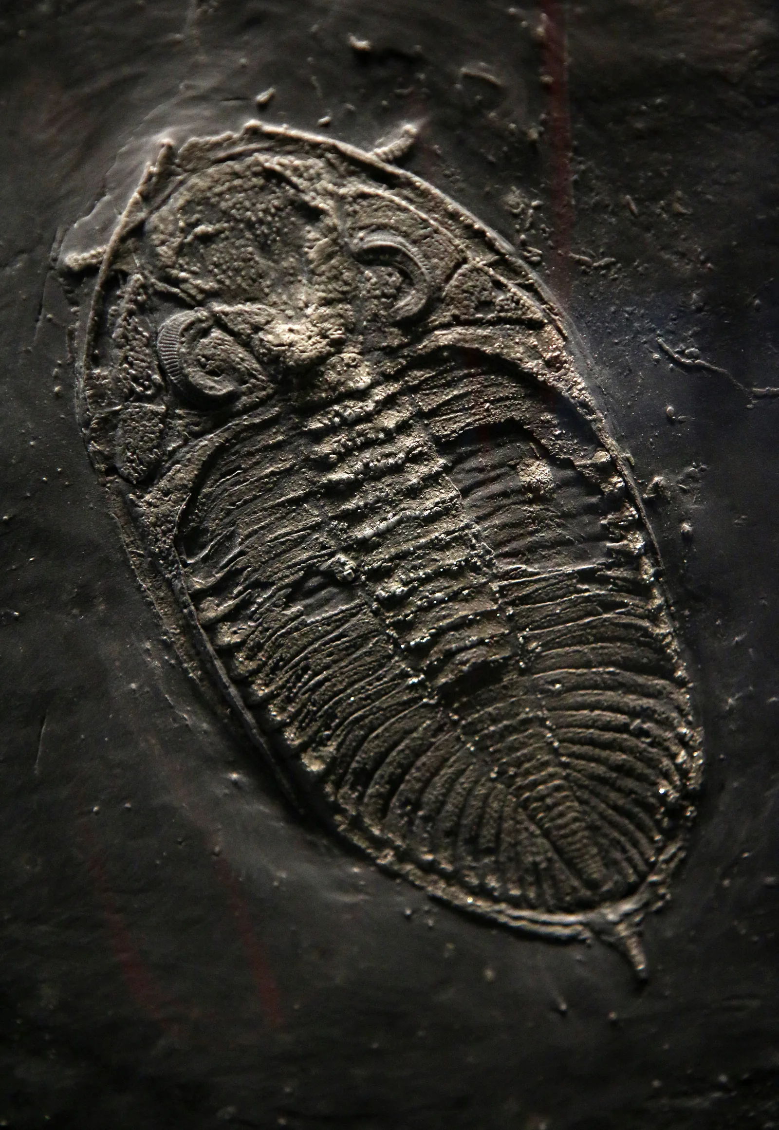 Odontochile rhenanus v tmavé břidlici hunsrückského lagerstätte, kompletní jedinec shora; Naturhistorisches Museum Mainz.
