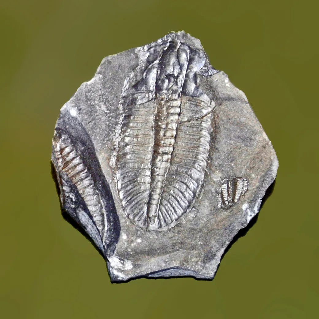 Dva jedinci na jedné desce vedle sebe (jeden celý, druhý částečný) ukazuje protilehlý otisk a způsob uložení; Museo Geologico G. Cappellini, Bologna.