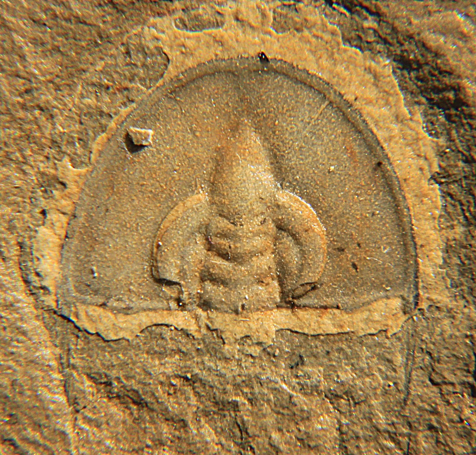 Samostatný cephalon (hlavový štít) Olenellus chiefensis zblízka, Pioche Shale, Nevada dobrý doplněk pohledu na hlavu.