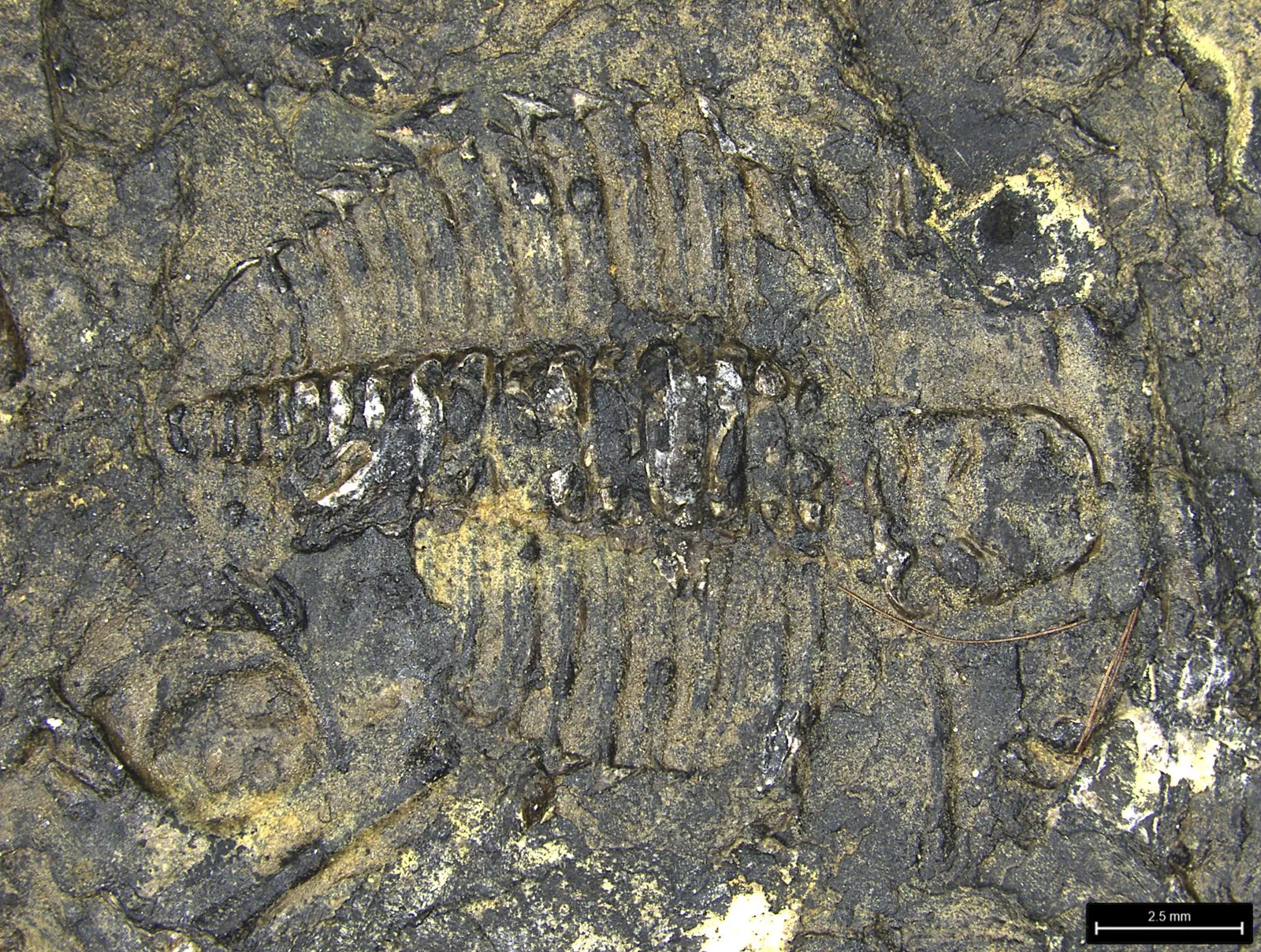 Olenus truncatus (YPM IP 259268), silné zvětšení jemné žebrování hrudi a pygidium ve velkém detailu.