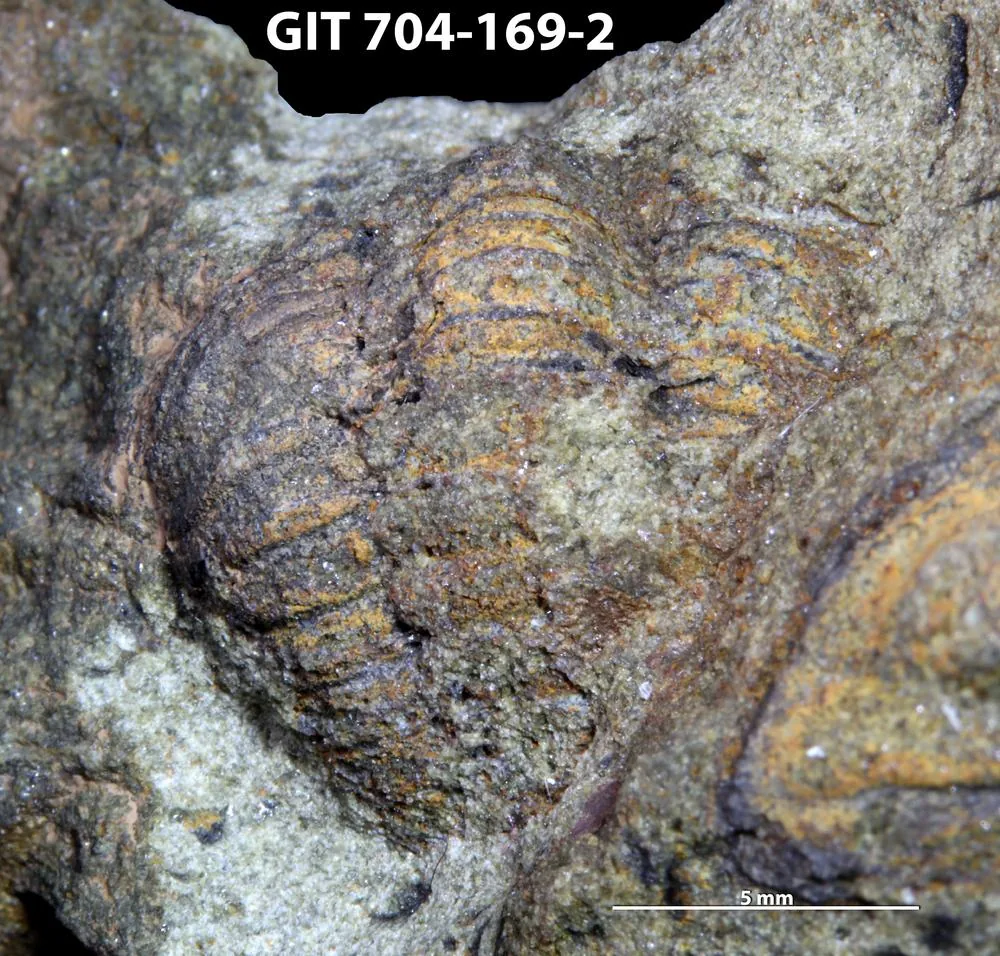Ormathops sp. (GIT 704-169-2) šikmý pohled na částečně stočeného jedince, vedle otisk dalšího kusu.