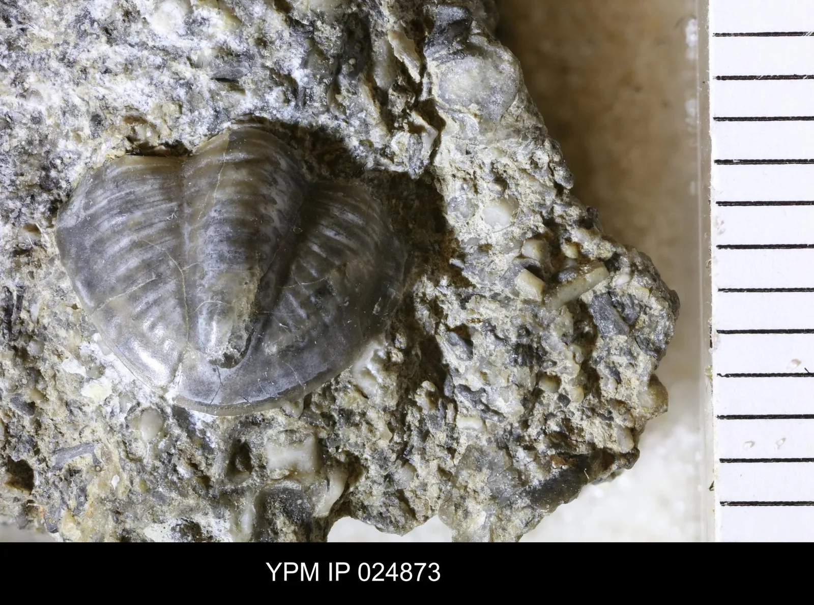 Paladin osagensis (YPM IP 024873) lesklá schránka (hruď a pygidium) v hrubozrnném vápenci, detailní makro.