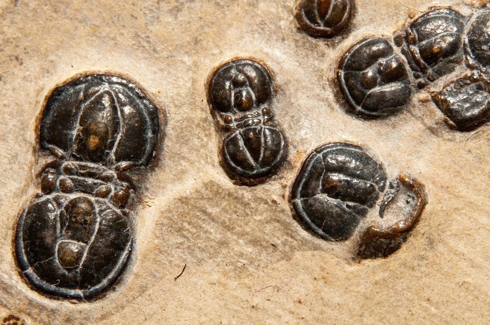 Skupina agnostidů Peronopsis (Itagnostus) interstrictus z Wheeler Shale, Utah ostré makro několika jedinců, lesklé černé schránky se švy.