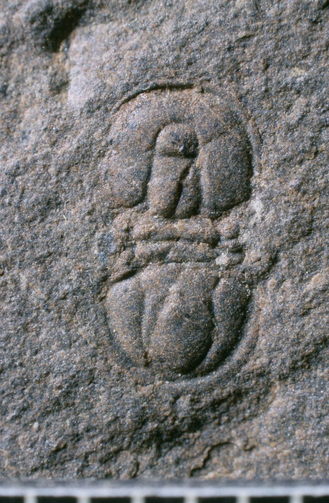 Peronopsis montis (YPM IP 104485) ze západního svahu Mount Stephen jediný jedinec v šedé břidlici, reliéfní otisk zblízka.