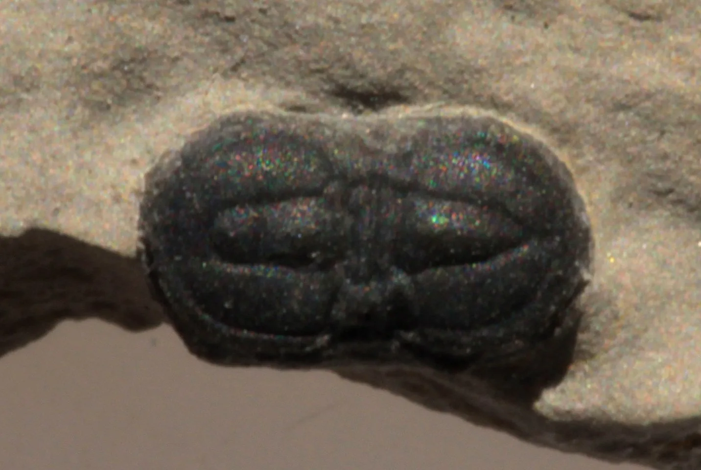 Peronopsis (Itagnostus) interstrictus, 5 mm, Wheeler Shale makro jednoho jedince, pěkně patrná osa a lem.