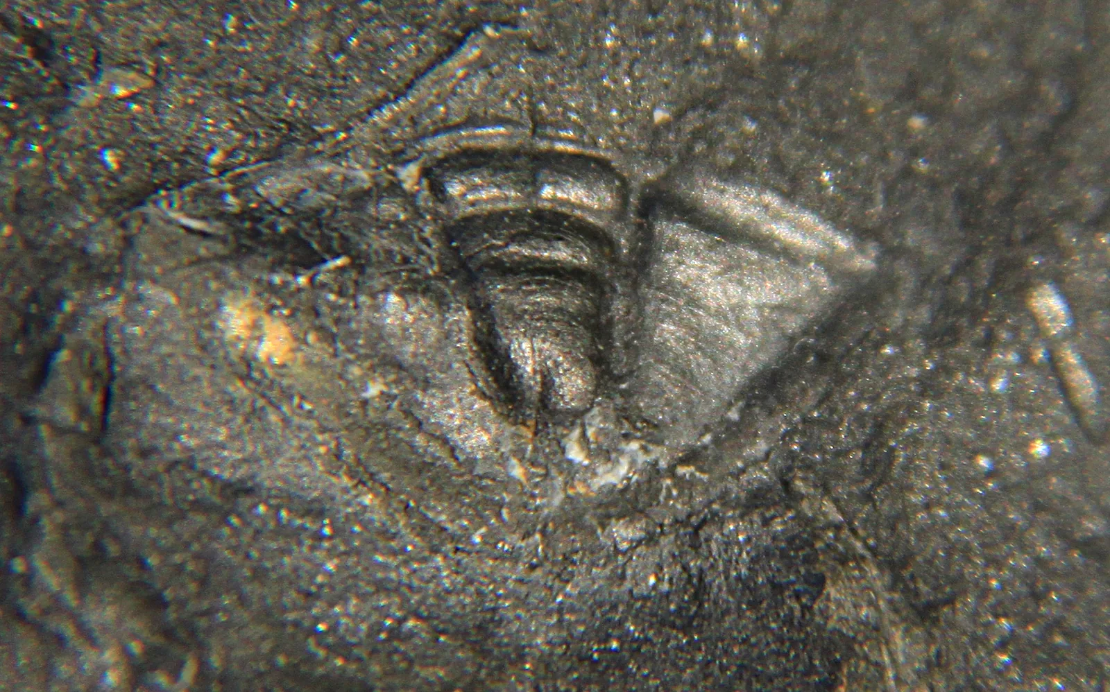 Pygidium Pricyclopyge longicephala (5 mm), pohled shora, v matrici. Dobrotivské souvrství u Ejpovic. Detailní pohled na zadní část, jaký na webu chybí.