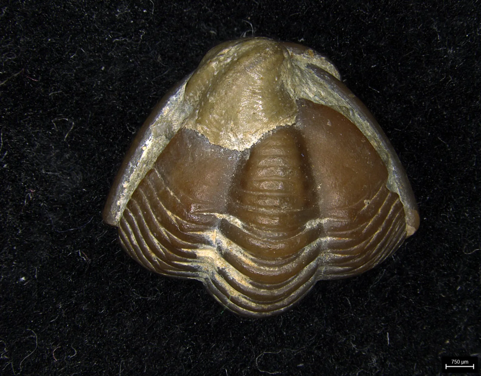 Proetus sp., YPM IP 259811, cihelny Fröjel na Gotlandu, silur. Sbalený jedinec shora na černém plátně, hnědá schránka s dobře patrným osním hřebenem a lemem pygidia. Měřítko 750 µm.