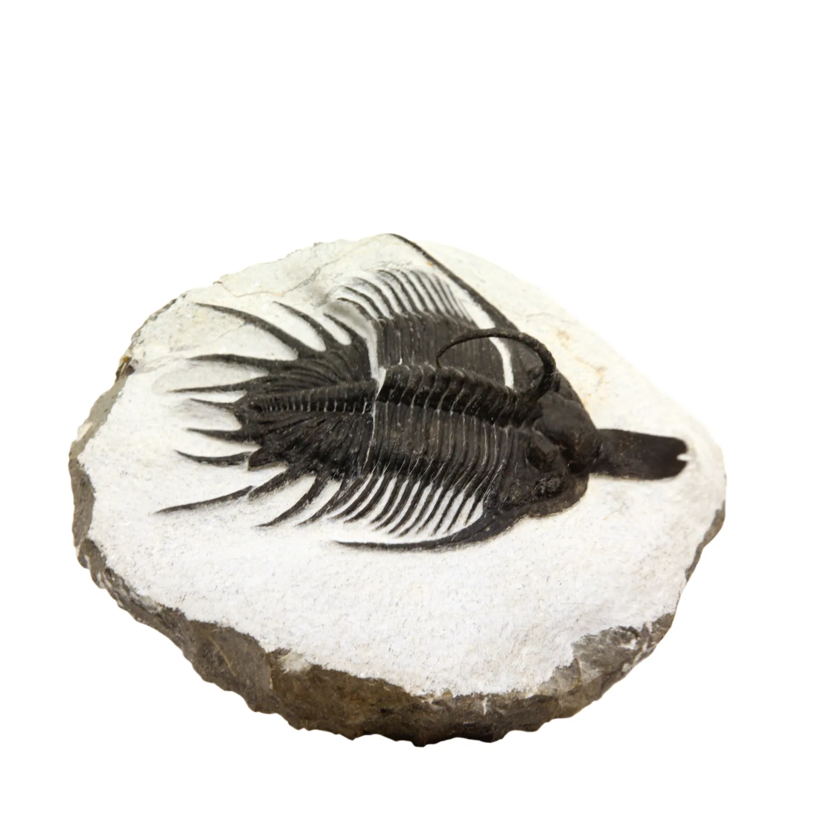 Psychopyge elegans, kus MGL 96460 Musée cantonal de géologie v Lausanne, vyříznutý na bílé pozadí. Celá schránka zešikma i s dlouhým rostrálním trnem a řadou vějířovitých bočních t.