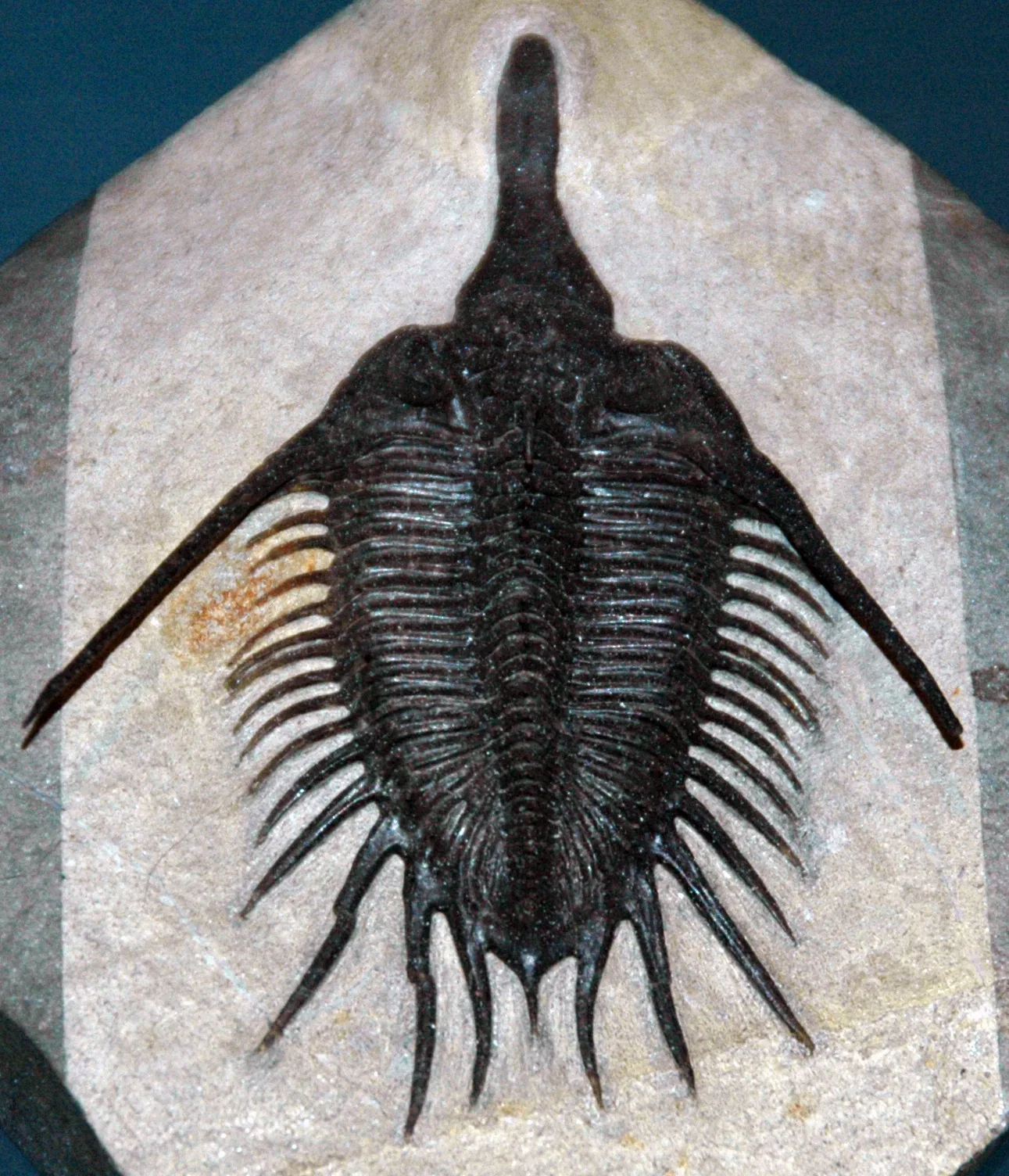 Psychopyge elegans, FMNH PE 60837, Field Museum. Pohled přesně shora, symetrická schránka s dlouhým čelním trnem a párem bočních trnů, tmavá na světlé matrici. Nejčitelnější „půdor.