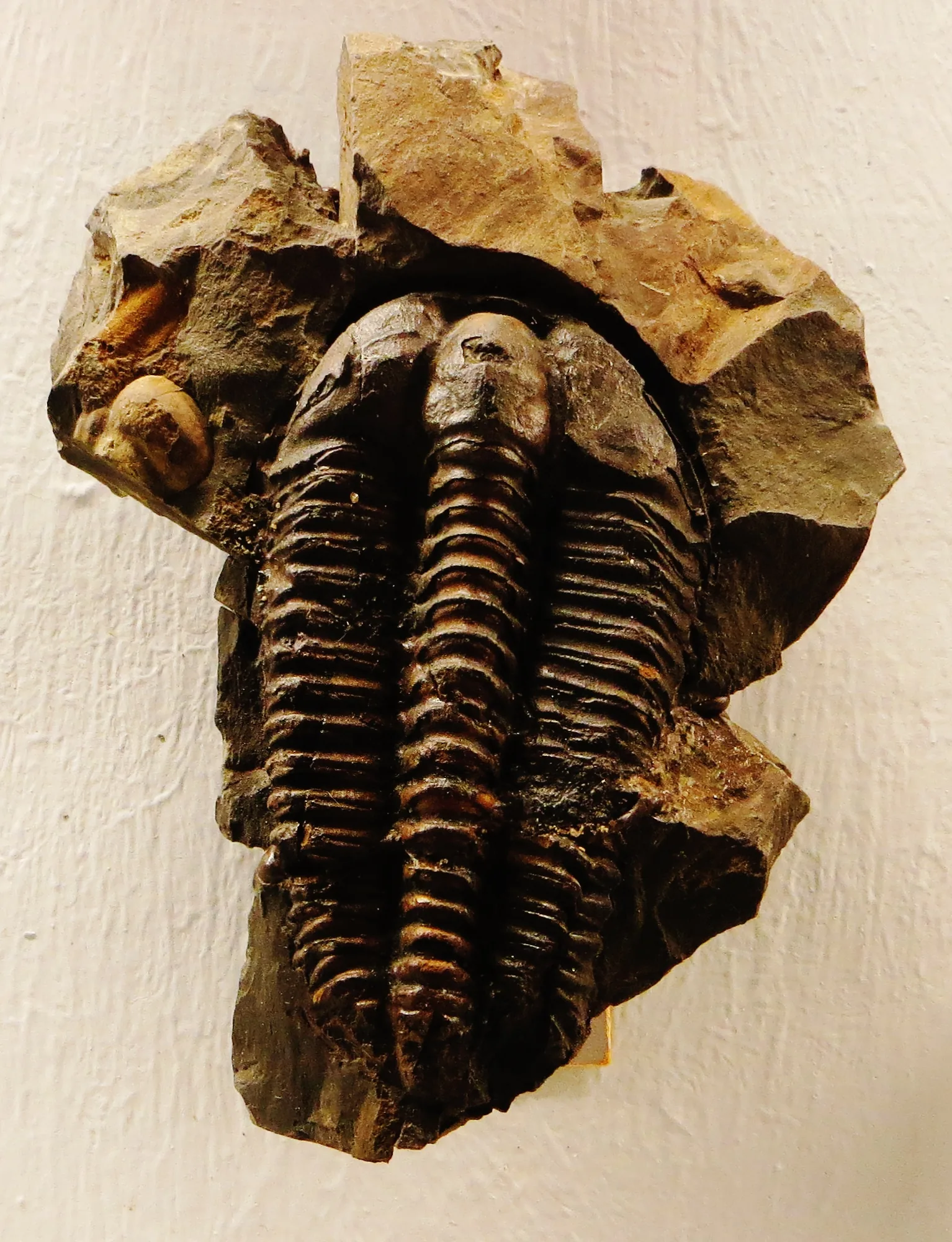 Kompletní Ptychoparia striata v kusu horniny, Paleontologické muzeum v Tübingenu. Schránka zabírá většinu snímku, dobře patrná pravidelná žebra thoraxu a hladká glabela.