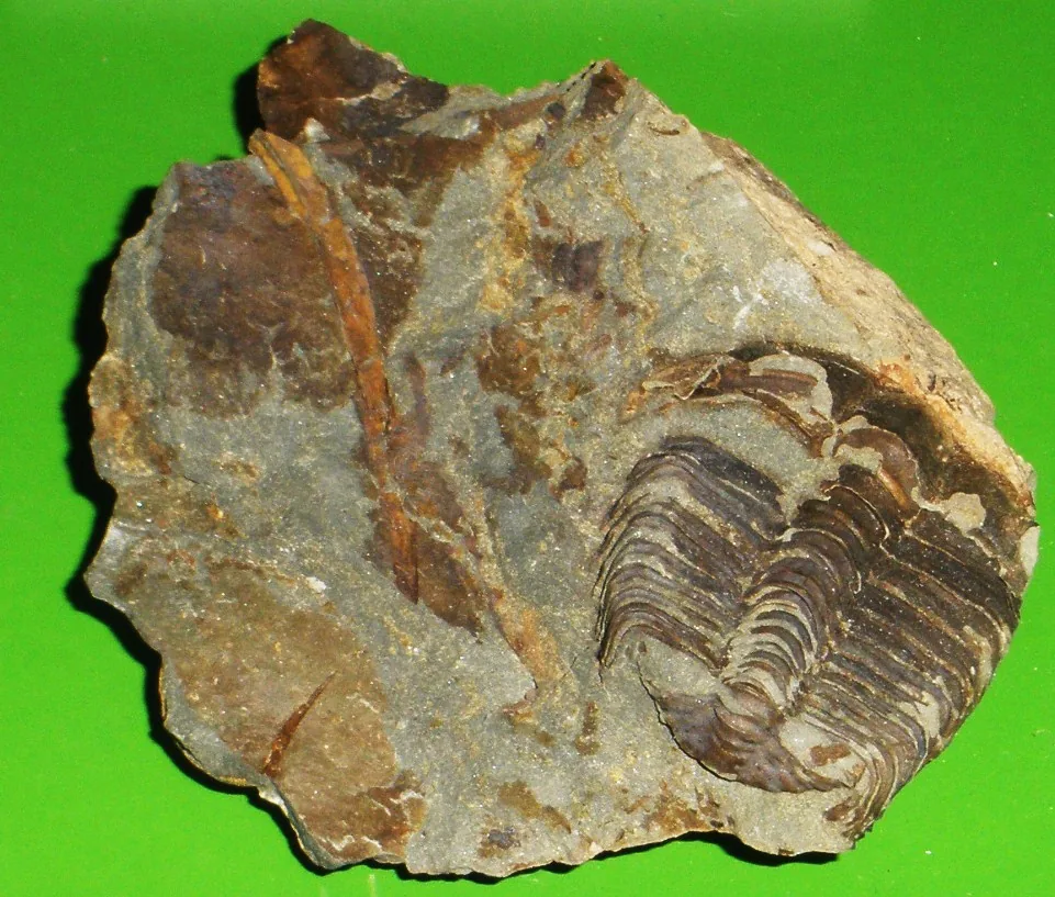 Ptychoparia striata ve sbírce Natuurhistorisch Museum Maastricht, pohled shora na desku se schránkou. Menší rozlišení, ale jiný kus a jiná sbírka než ostatní.