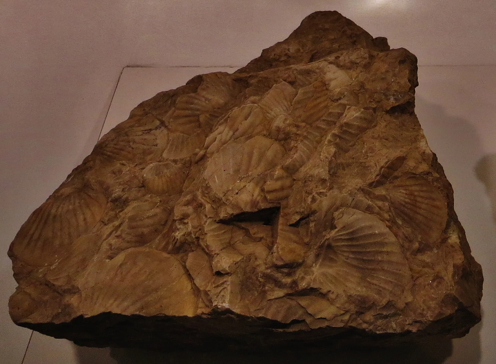 Deska s několika nahloučenými ocasními štíty a úlomky Scutellum paliferum, hnědavá hornina; Senckenbergovo muzeum ve Frankfurtu.
