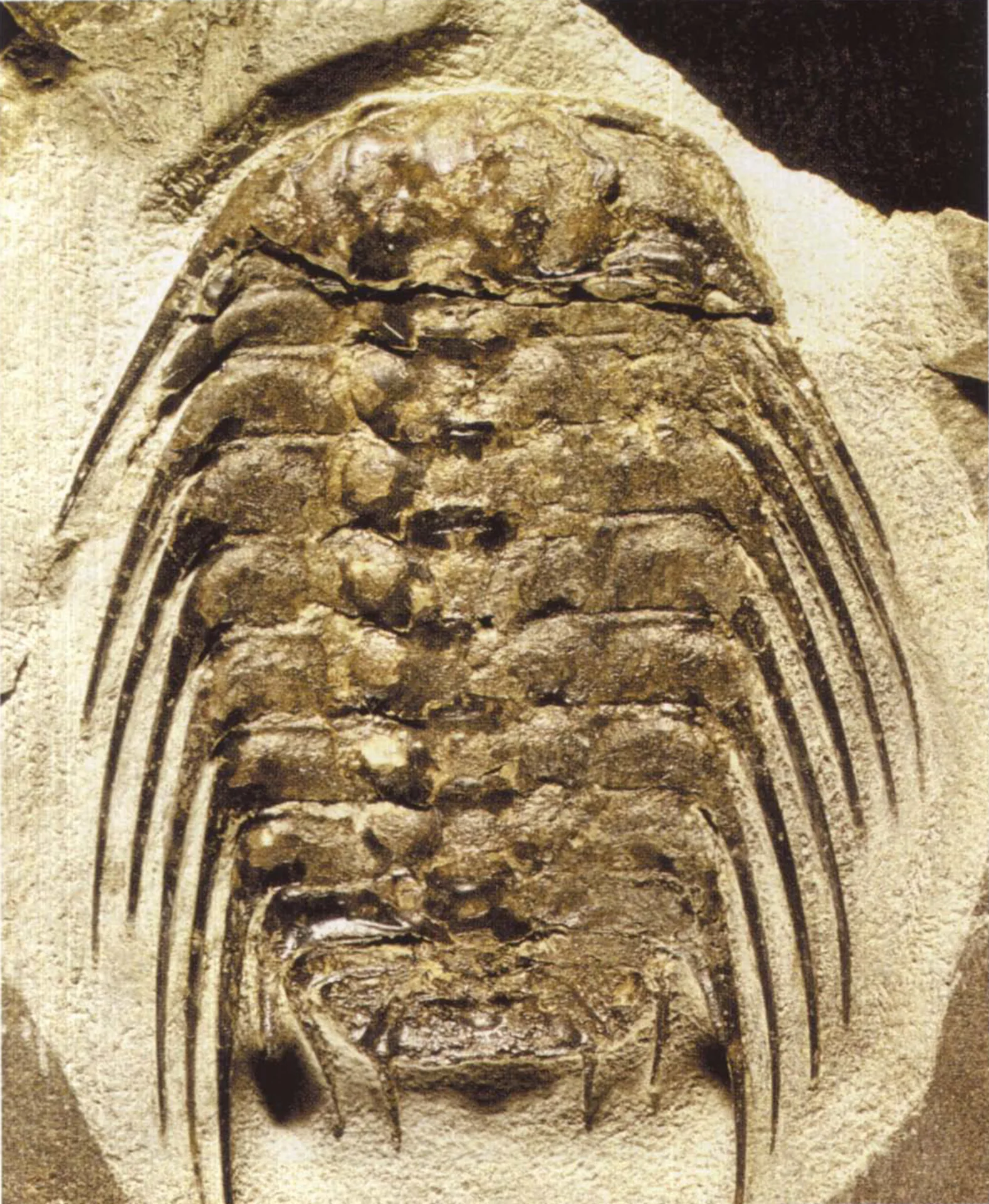 Velký detailní exemplář Selenopeltis shora, dlouhé pleurální trny po obou stranách rozvinuté do celé plochy snímku, čistá studiová fotografie sbírkového kusu RGM.344413.