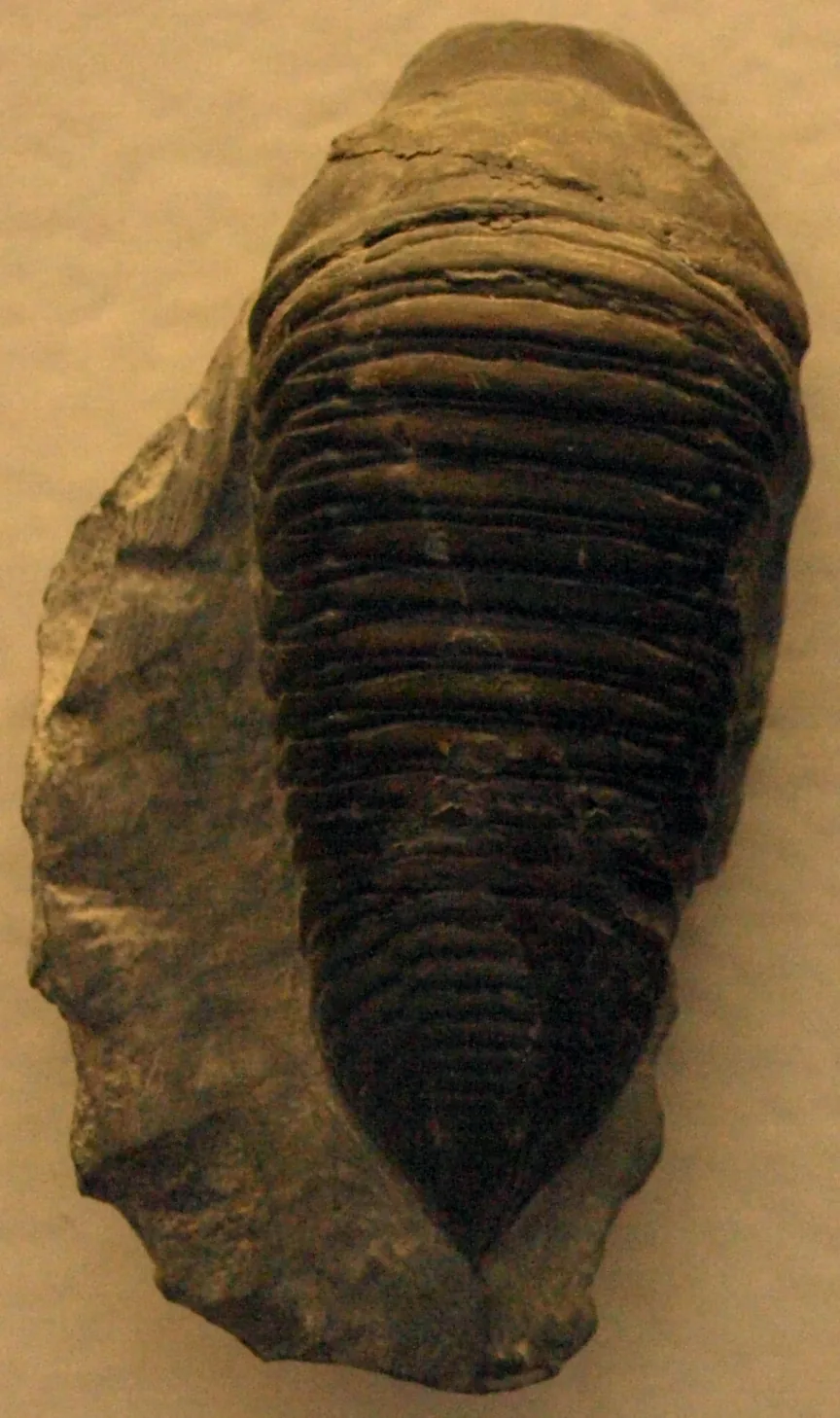 Celá protáhlá schránka shora, vyplňuje skoro celý snímek: trojúhelníkovitá hlava vybíhající dopředu do špičky, dlouhá hruď s pravidelnými žebry a klínovitý ocasní štít. Silur, Dudl.